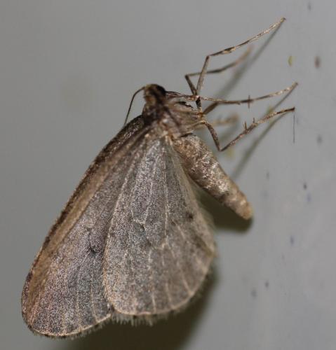 Operophtera brumata