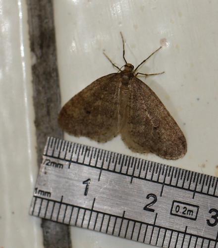 Réf. 95 399 : Operophtera brumata