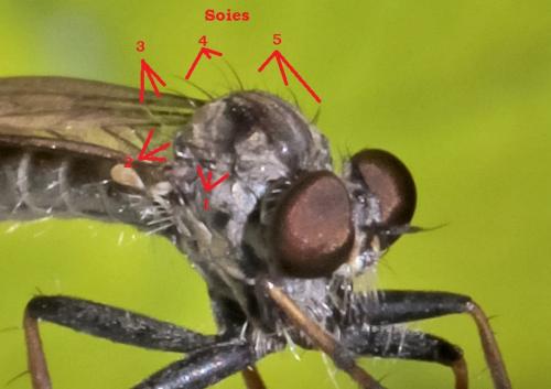 Cerdistus sp.