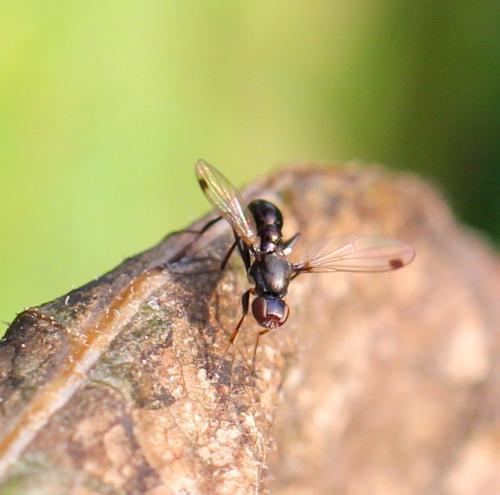 Réf. 95 777 : Sepsis sp.