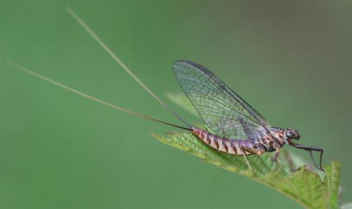Ecdyonurus sp.