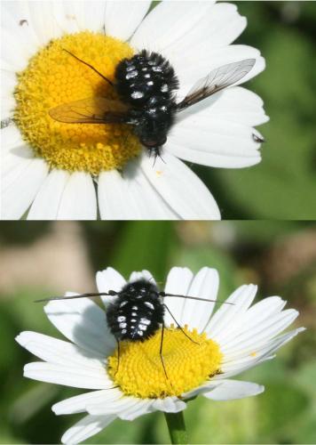 Réf. 95 112 : Bombylella atra