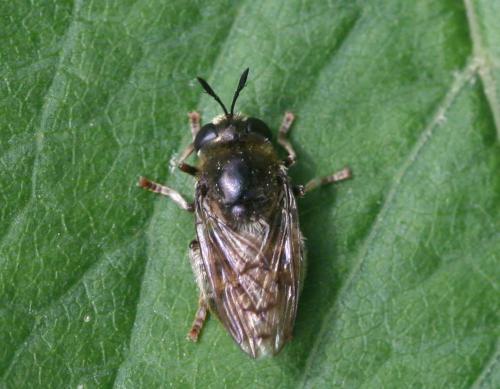 Réf. 95 129 : Microdon devius