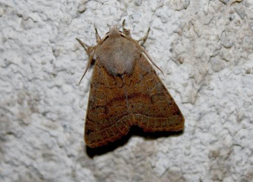 Orthosia cerasi