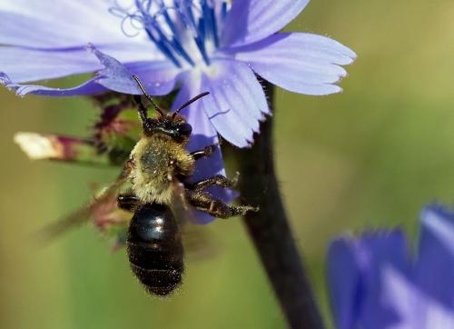 Andrena sp.