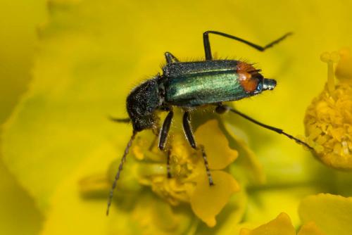 Réf. 95 544 : Clanoptilus sp.