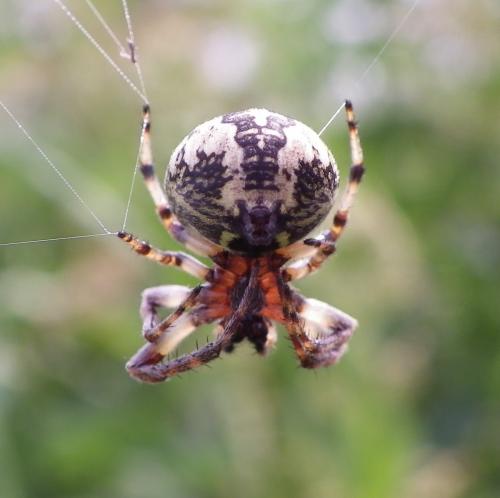 Larinioides cornutus