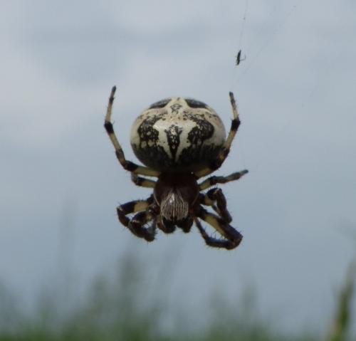 Larinioides cornutus