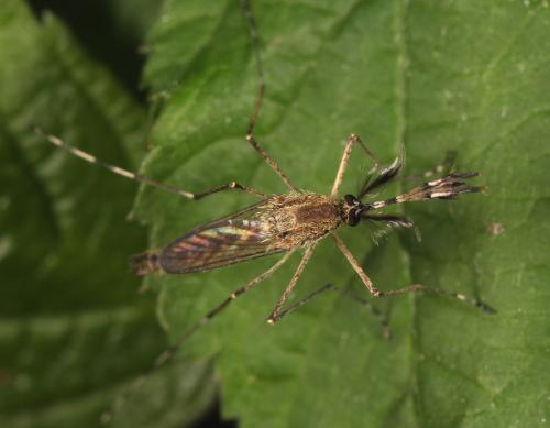 Ochlerotatus sp.