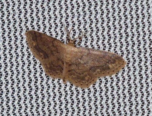 Réf. 95 691 : Idaea subsaturata
