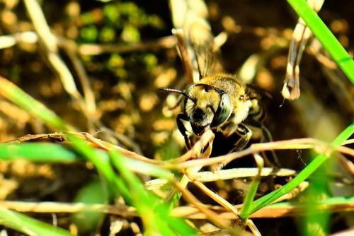 Réf. 95 502 : Megachile (dorsalis-pilidens)