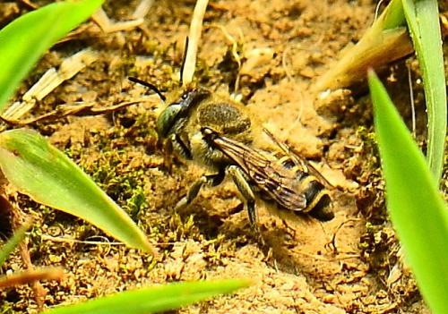 Megachile (dorsalis-pilidens)