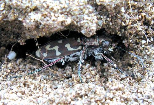 Lophyra flexuosa