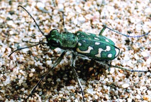Réf. 95 788 : Lophyra flexuosa