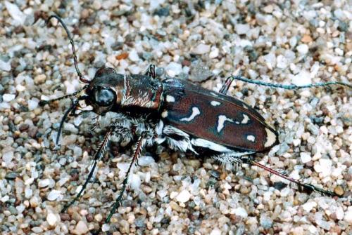 Réf. 95 789 : Lophyra flexuosa