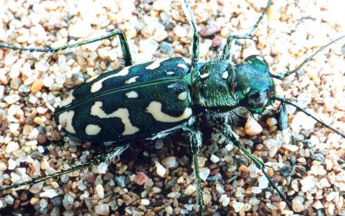 Réf. 95 816 : Lophyra flexuosa