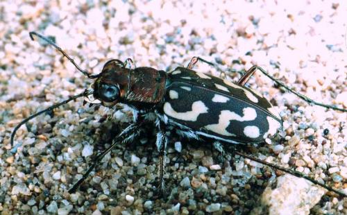 Réf. 95 790 : Lophyra flexuosa