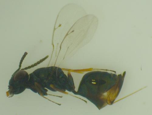 Sphegigaster sp.