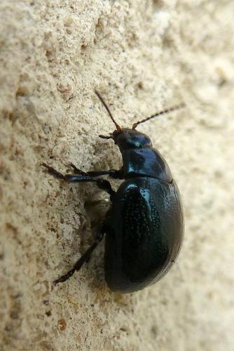 Réf. 95 278 : Chrysolina haemoptera