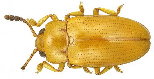 Réf. 95 958 : Thallisella sp.