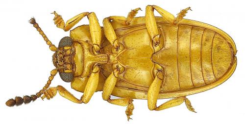 Thallisella sp.