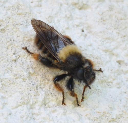 Réf. 95 359 : Laphria ephippium