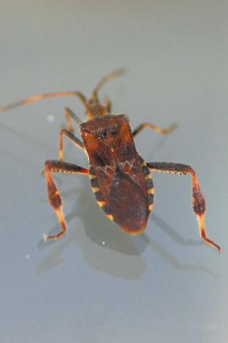 Leptoglossus occidentalis