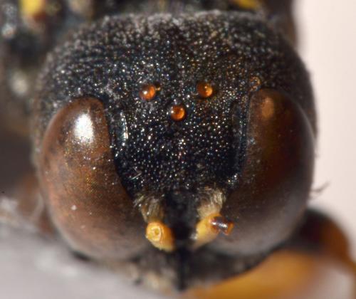 Lestica clypeata