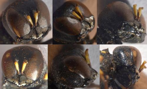 Lestica clypeata