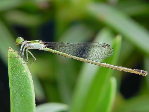Agriocnemis sp.