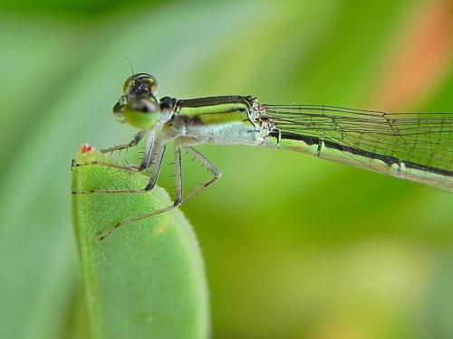 Agriocnemis sp.