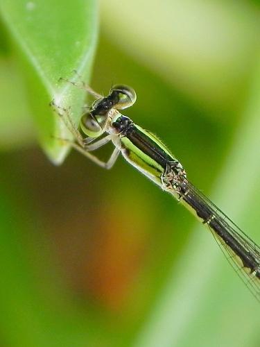 Agriocnemis sp.