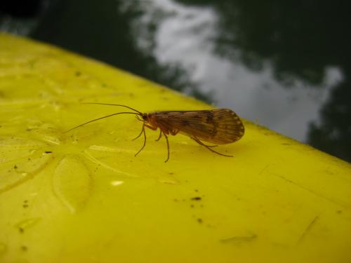 Réf. 95 266 : Halesus sp.