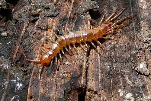 Réf. 95 446 : Lithobius sp.