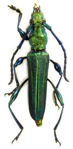 Phrosyne viridis