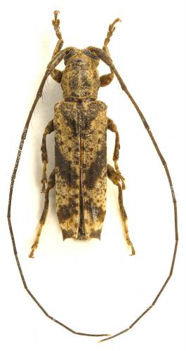 Diadelia inermicollis