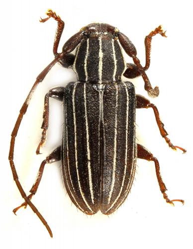 Hoplomelas albolineellus