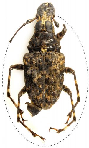 Lemuricedus audouini
