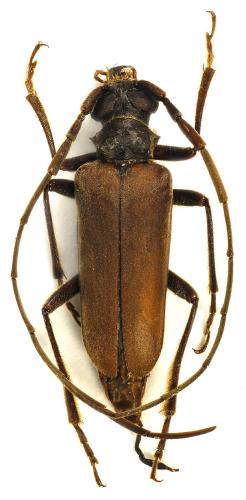 Réf. 95 757 : Boppeus sericeus