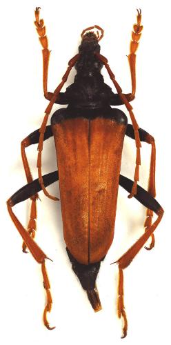 Réf. 95 756 : Mastododera mocquerysi