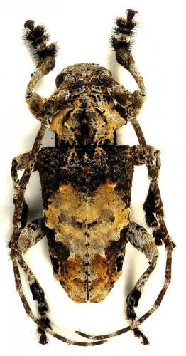 Réf. 95 813 : Idactus ellioti