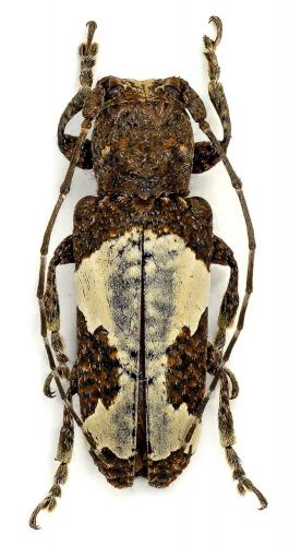 Réf. 95 862 : Batrachorhina mediomaculata