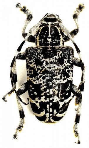 Leucographus variegatus
