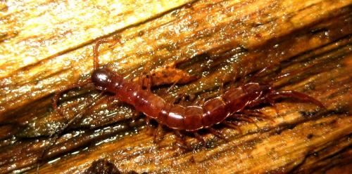 Lithobius tricuspis
