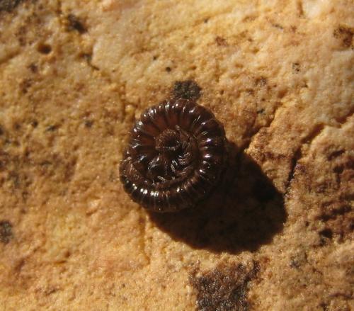 Craspedosoma raulinsii