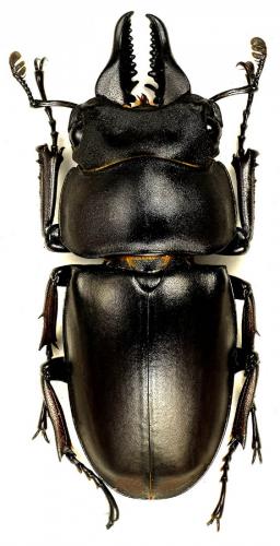 Prosopocoilus serricornis