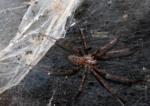 Réf. 95 800 : Tegenaria silvestris