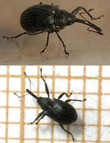 Anthonomus rubi