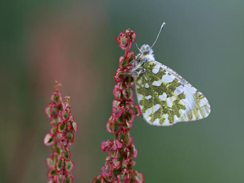 Réf. 95 319 : Euchloe simplonia