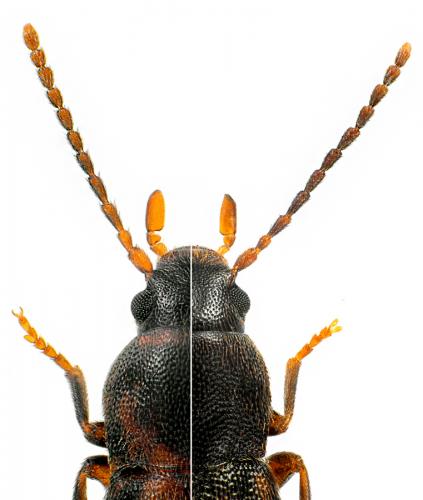 Marolia divers